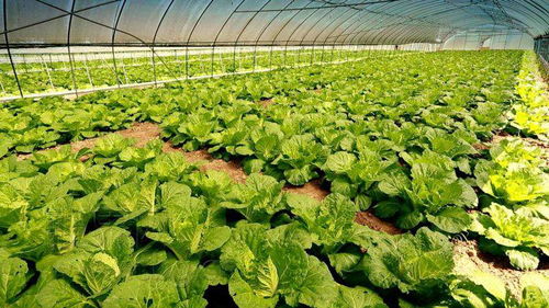 補上短板 強化特色 分享收益 鄉村產業邁向高質量發展一線觀察