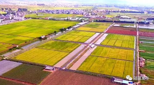 沾益 農(nóng)業(yè)綜合開發(fā)助力高原特色農(nóng)業(yè)步入高效發(fā)展快車道