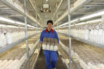 富農(nóng) 興農(nóng) 強(qiáng)農(nóng) 惠農(nóng)!來看這張北辰現(xiàn)代農(nóng)業(yè)發(fā)展成績(jī)單~