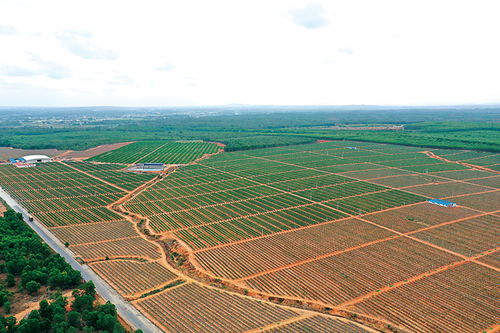 中和鎮(zhèn)金通農(nóng)業(yè)開發(fā)扶貧產(chǎn)業(yè)基地 火龍果熟了 貧困戶樂了