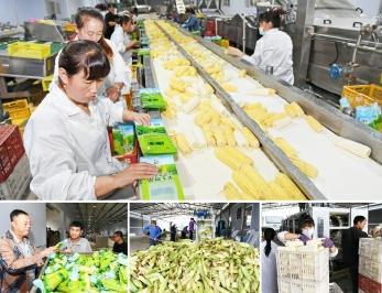 豐收了! 朝陽水果玉米遠銷海外