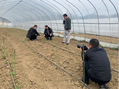 四川省農業科學院 遙感應用研究所 省農科院經作所科技人員赴涼山州開展科技服務