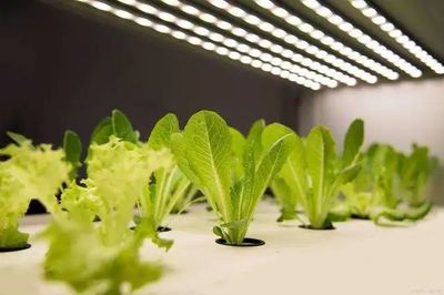 【聚焦新賽道】&ldquo;植物工廠&rdquo;在未來將成為中國農業的新形態