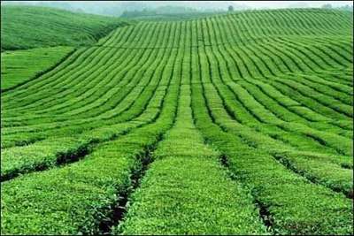 【農業推廣論文】發展農村綠色循環農業及推廣計劃