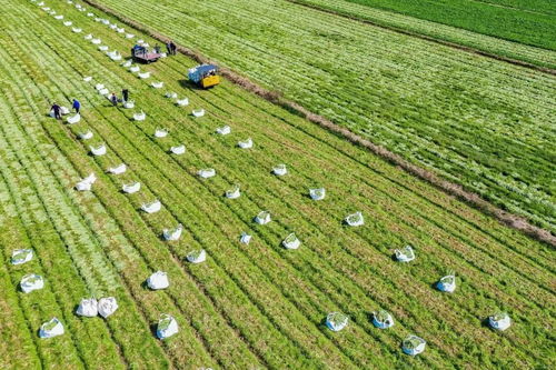 國家級創建名單,浙江1個產業園 1個集群 4個強鎮入選