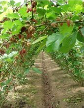 四川省四喜農業開發