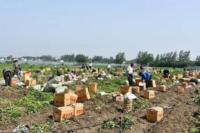 城事 | 這是界首的故事 告訴你界首土豆的前世今生