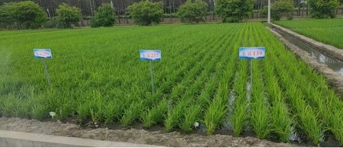 高質量打造 科技創新示范區 ,助推建三江農業現代化實現新突破 2021年與建三江分公司校企合作工作綜述