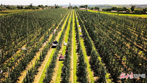 農 墨重彩提質效 慶陽市發展現代絲路寒旱農業優勢特色產業紀實