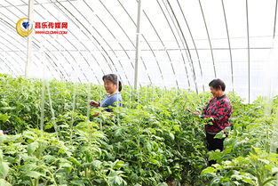 高崖水庫庫區 加快現代農業發展，打造有機農產品供銷基地