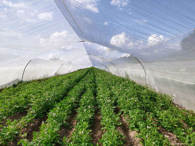 河北久恩農業開發 現代農業發展的創新典范